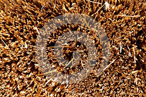 Spiking straws in strong sunlight,