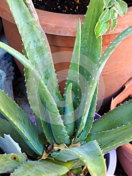 Spiky Agave Cactus Pot Plant