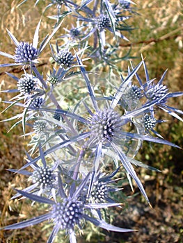 Spiky amethyst thistle flowers