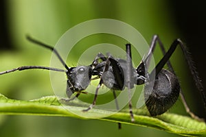 Spiky Ant - Polyrhachis ant