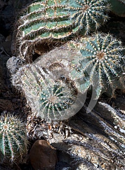 Spiky Ball cactus close up