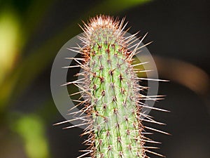 The top of a spiky cactus