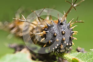 Spiky caterpillar face