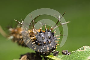 Spiky caterpillar face