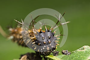Spiky caterpillar face photo