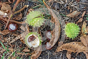 Spiky chestnut in green skin close up. Fruit tricuspid spiny capsule.