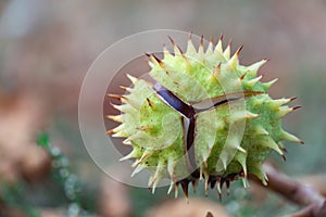 Spiky chestnut in green skin close up. Fruit tricuspid spiny capsule.