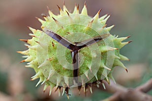 Spiky chestnut in green skin close up. Fruit tricuspid spiny capsule.