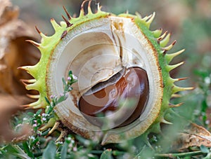 Spiky chestnut in green skin close up. Fruit tricuspid spiny capsule.