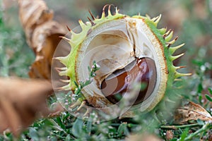 Spiky chestnut in green skin close up. Fruit tricuspid spiny capsule.