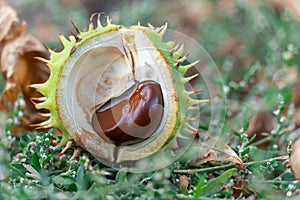 Spiky chestnut in green skin close up. Fruit tricuspid spiny capsule.