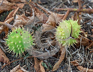 Spiky chestnut in green skin close up. Fruit tricuspid spiny capsule.