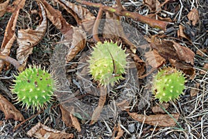 Spiky chestnut in green skin close up. Fruit tricuspid spiny capsule.