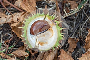 Spiky chestnut in green skin close up. Fruit tricuspid spiny capsule.