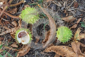 Spiky chestnut in green skin close up. Fruit tricuspid spiny capsule.