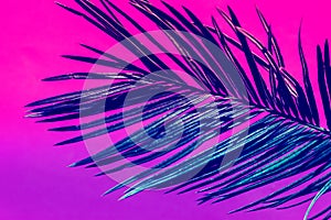 Spiky feathery palm leaf on duotone purple violet pink background. Trendy neon colors. Toned. Minimalist style