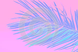 Spiky feathery palm leaf toned in teal on gradient light pink background. Trendy neon colors. Minimalist style