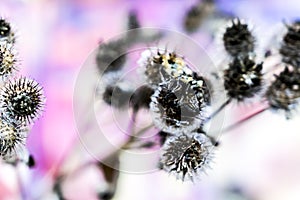 Spiky flower in autumn