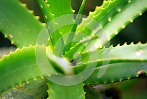 Spiky green photo