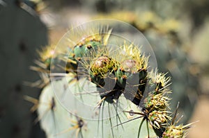 Spiky green cactus with yellow fluff