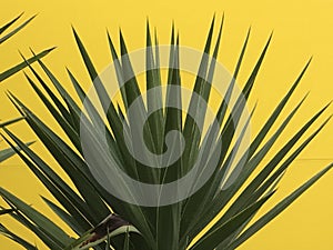 Spiky green garden plant against yellow background