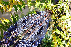 Spiky green leaves and cluster of grape like hanging fruit decorative tree