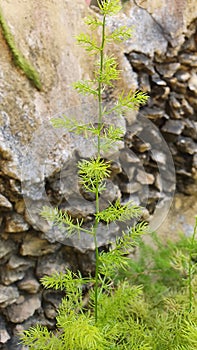 Spiky Green Plant Grows Beside Sturdy Rock