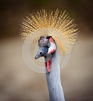 Spiky Haired Bird