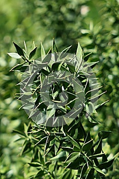 Spiky hard leaves on a branch of Butchers Broom plant, latin name Ruscus Aculeatus