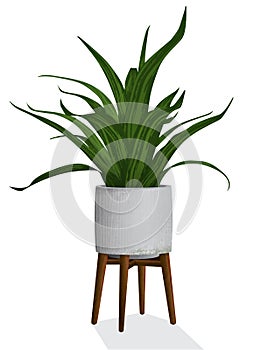 Spiky Houseplant in Modern Concrete Container