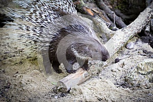 Spiky Indian Crested Porcupine Hystrix indica standing on Sandy Ground