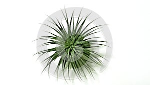 Spiky Ionantha Air plant isolated on white background