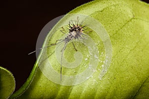 Spiky leaf footed bug nymph (early stage: top view