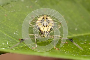 Spiky leaf footed bug nymph (later stage: front vi