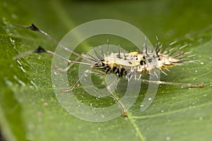 Spiky leaf footed bug nymph (later stage: side vie