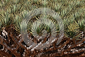 Spiky leaves of Dragon tree