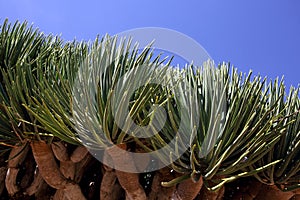 Spiky leaves of Dragon tree