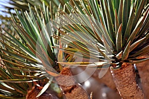 Spiky leaves of Dragon tree