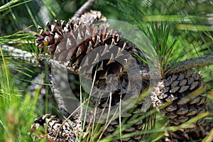 Spiky Loblolly Pine Cones in Southeastern Virginia