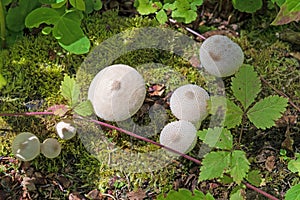 Spiky Mushrooms in the Forest Floor