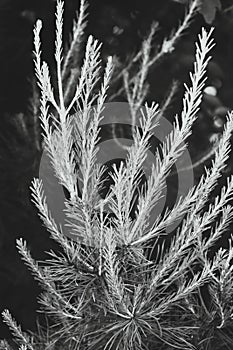Spiky needles on tree limbs, black and white