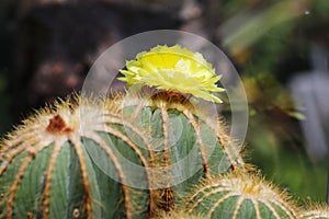 Spiky notocactus magnifica cactus with yellow flowers
