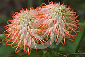 Spiky orange flowers