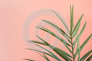 Spiky Palm Tree Leaf on Pink Peachy Wall Background. Room Plant Interior Decoration. Hipster Funky Style Pastel Colors