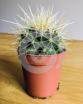 Spiky potted cactus close-up