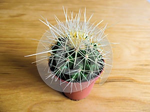 Spiky potted cactus close-up