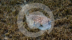 Spiky Pufferfish - Diodon