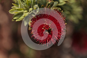 Spiky red puff flower Calliandra haematocephala