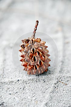 Spiky Seed photo