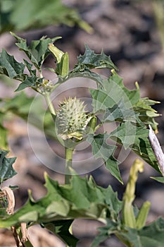 Spiky seed capsule of the trumpet shaped flower of hallucinogen plant Devil`s Trumpet